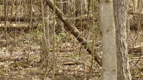 Braunes-Eichhörnchen-Mit-Orangefarbenem-Schwanz-Läuft-über-Einen-Umgestürzten-Baum-In-Der-Natur-In-Ontario