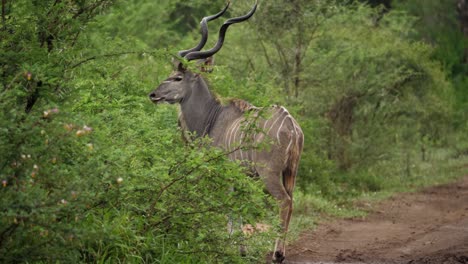 Spiral-horn-male-Kudu-looks-at-camera-then-walks-into-green-wet-trees
