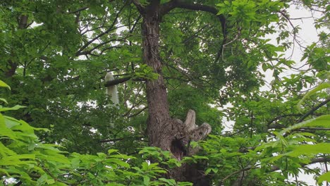 White-peacock-perched-on-tree-in-forest