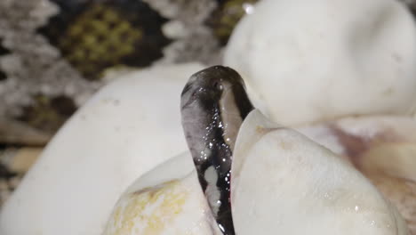 Hatching-baby-python-in-nest---snakes-emerging-from-eggs