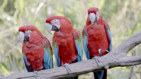 Static-close-up-shot-of-three-Red-and-Green-Macaws,-Ara-chloropterus