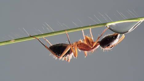 Worker-Ant-Walking-To-Water-Drop-and-Drinking-It-On-Green-Grass-Leaf