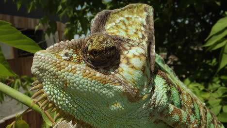 Chameleon-lizard-macro-close-up-in-tree