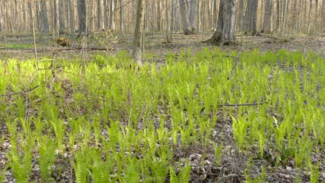 Establishing-shot-of-a-forest-in-Southern-Ontario,-Canada,-wide-shot-pan-right