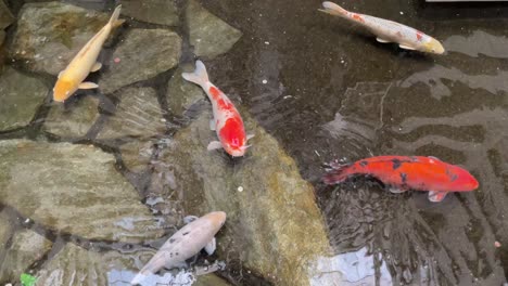 Traditional-Japanese-Koi-pond-with-many-big-koi-fish-swimming-in-indoor-fancy-luxury-pond-restaurant-or-hotel