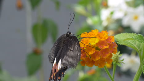 Wildlife-Butterfly-with-straight-wings-resting-on-orange-flower-in-wilderness-during-sunlight---Macro-shot