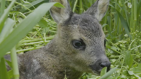 Newborn-Baby-Deer,-Close-Up