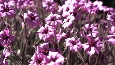 Closeup-of-beautiful-pink-flowers-garden