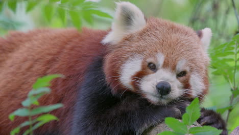 Close-up-of-cute-sleepy-red-panda-yawning-in-wilderness,stick-out-tongue,slow-mo