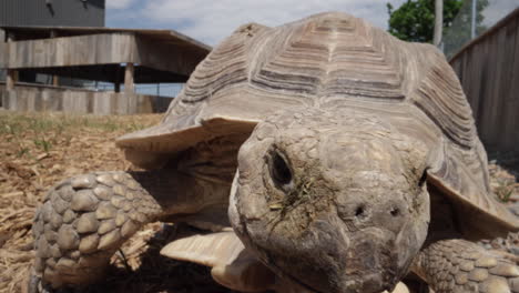 Spurred-tortoise-approaching-camera-and-blinking
