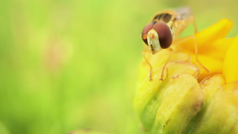Macro-Of-Hoverfly-Perch-On-Petals-Of-Yellow-Flower