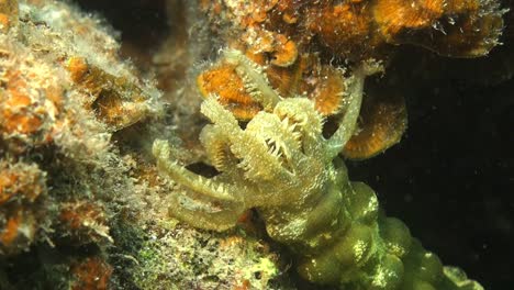 Sea-cucumber-feeding-on-coral-close,-close-up-shot-of-arms-feeding