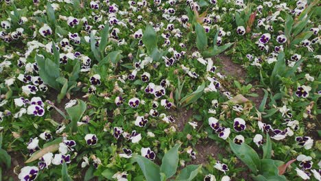 Schöner-Garten-Mit-Vielen-Weißen-Stiefmütterchenblüten-Hybridviolen