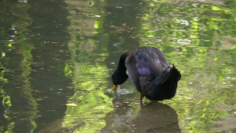 Close-up-shot-of-wild-duck-in-natural-water-pond-cleaning,washing-and-drinking