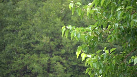 Grüne-Blätter-Eines-Baumes-An-Einem-Regnerischen-Tag