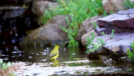 A-Yellow-Warbler-splashing-and-taking-a-bath-in-a-shallow-stream---slow-motion