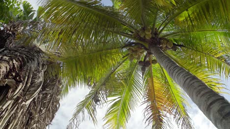 Blick-Auf-Eine-Palme-Mit-Kokosnüssen