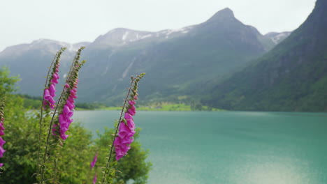 Beautiful-Foxglove-Flowers-With-Scenic-View-Of-Oldevatnet-And-Norwegian-Mountain