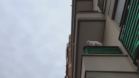 Zoom-in-of-white-cat-standing-on-edge-of-balcony