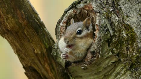Entzückendes-Eichhörnchen-Sitzt-Im-Loch-Eines-Baumes,-Kaut-Auf-Einer-Nuss-Und-Stopft-Sie-Sich-In-Den-Mund