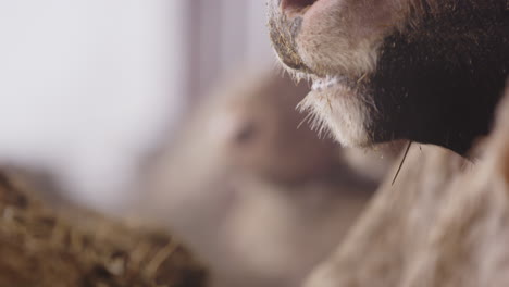 AGRICULTURE---Cow-muzzles-eating-fodder-in-a-cowshed,-slow-motion-close-up