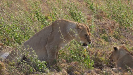 Female-lion-roaring-with-a-lion-cub