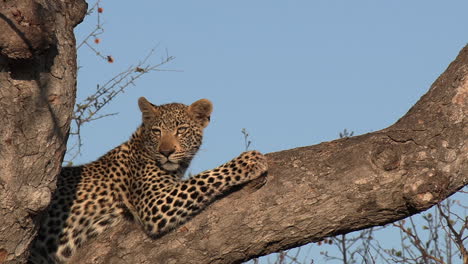 Close-up-of-a-leopard-sitting-in-a-tree-while-looking-out-over-the-African-wilderness