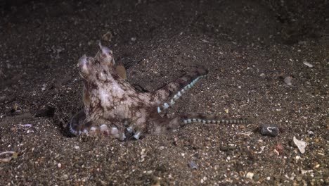 Coconut-Octopus-stretching-it's-limbs-and-catching-prey-with-it's-suckers