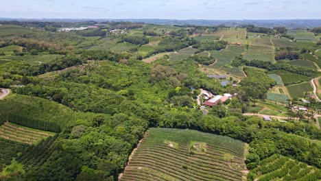 Aerial-view-of-a-rural-area-with-green-fields,-vines,-trees-and-fruit-plantations