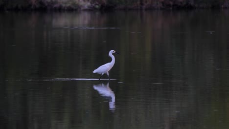 Egret-walks-in-shallow-reflective-water