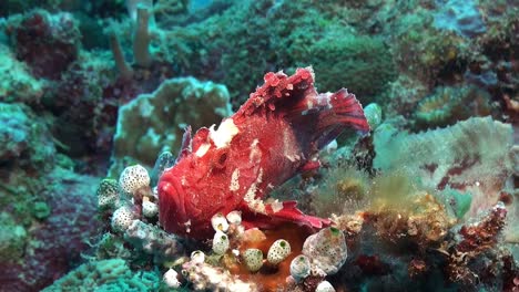Pink-Leaf-Scorpionfish--close-up-on-coral-reef