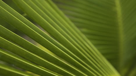 Close-up-of-young-coconut-palm-tree-leaf-appearing-beautiful-in-broad-daylight