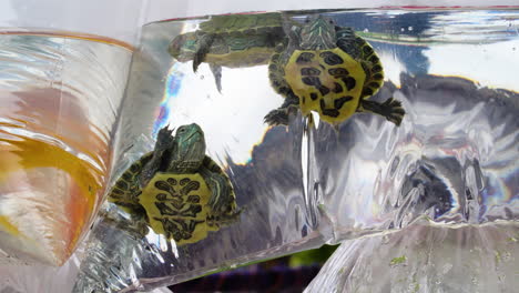 Close-up-of-small-turtles-and-fish-in-plastic-bags-for-sale
