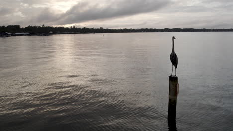 Cinematic-drone-shot-up-close-of-a-great-blue-heron-standing-on-a-pole-in-the-water