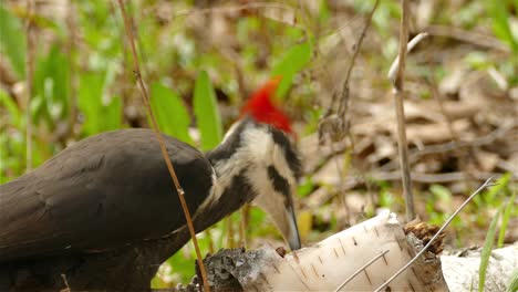 A-large-bird-pileated-woodpecker-drilling-in-a-tree-branch