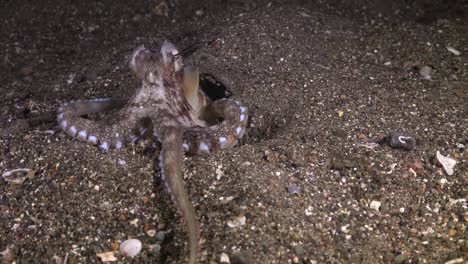 Coconut-Octopus-searching-for-food-and-feeding-at-night