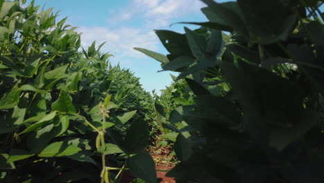 Walking-inside-the-soybean-plantation
