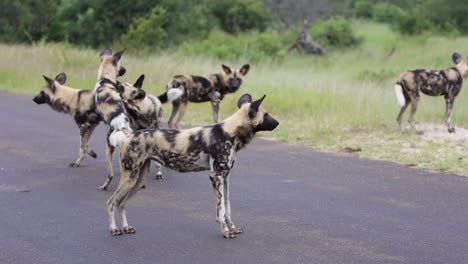 Los-Perros-Salvajes-Juegan-En-Una-Carretera-Pavimentada-En-El-Parque-Nacional-Kruger-En-Sudáfrica