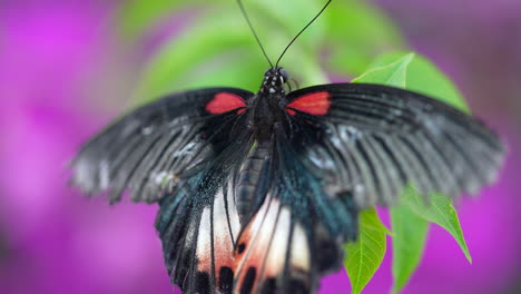 Schwarzer-Schmetterling-Mit-Schönem-Muster-Genießt-Eine-Grüne-Pflanze-Vor-Einem-Violetten-Blumenbeet