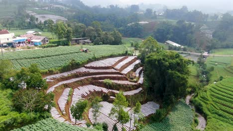 Potato-plantation-on-terraced-hill-in-village-on-Java,-Indonesia,-aerial-view