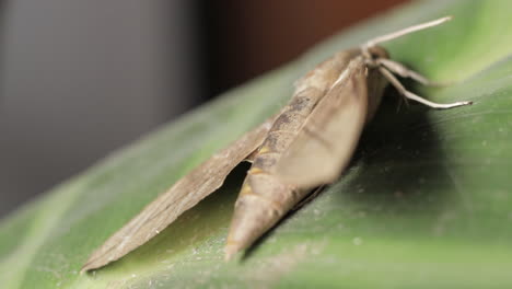 Pale-Brown-Hawk-Moth-with-spread-wings-sitting-on-plant-leaf,-macro