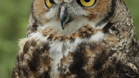 Tilt-up-great-horned-owl-on-forest-background