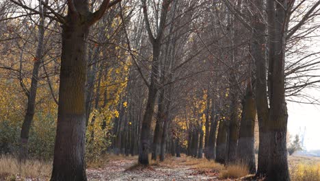 Herbstwald-Mit-Kahlen-Bäumen-Und-Einigen-Gelben-Blättern---Statische-Aufnahme
