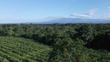 Commercial-banana-plantation-in-Alajuela,-Costa-Rica-filmed-by-a-drone