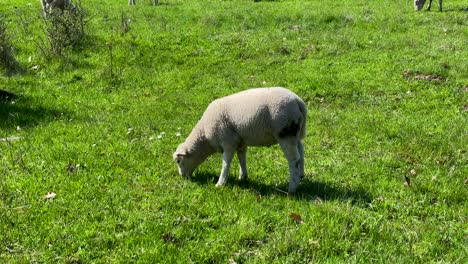 Weiße-Schafe-Fressen-Auf-Einer-Grünen-Wiese