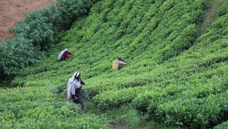 Static-view-of-female-tea-garden-workers-collecting-leaves-for-drying-purpose-in-Kadugannawa-Tea-Factory-fields,-inner-mountains-of-Sri-Lanka,-december-2014