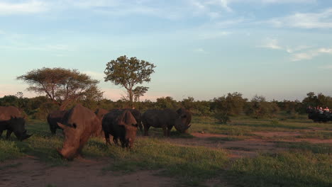 Amplia-Vista-De-Los-Rinocerontes-Pastando-Mientras-El-Vehículo-De-Safari-Pasa-En-Segundo-Plano