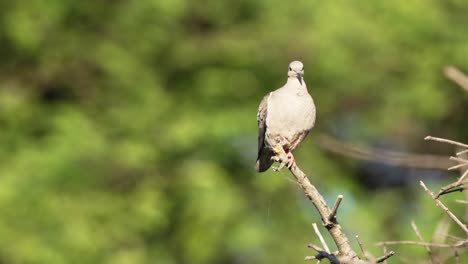 Close-up-shot-of-a-female-terrestrial-and-conspicuous-eared-dove,-zenaida-auriculata-with-greyish-plumage-perched-atop-of-vertical-tree-branch,-cautiously-walk-down-the-stick-and-fly-away