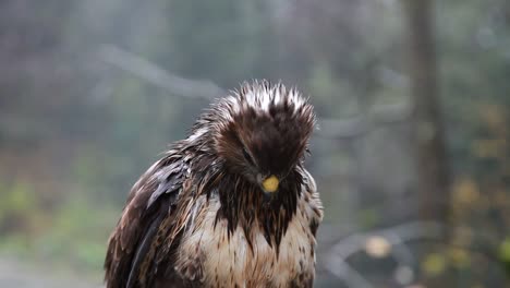 Wet-brown-hawk-or-brown-falco-portrait,-close-up-of-wild-bird-of-prey-head-and-face-in-the-wilderness