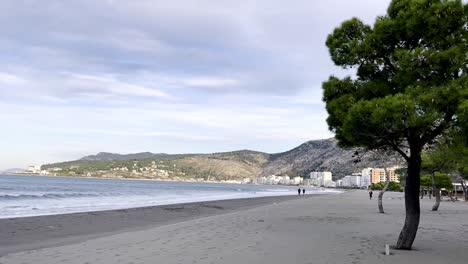 Los-árboles-De-Coníferas-Crecen-En-La-Playa-De-Shengjin-En-Albania